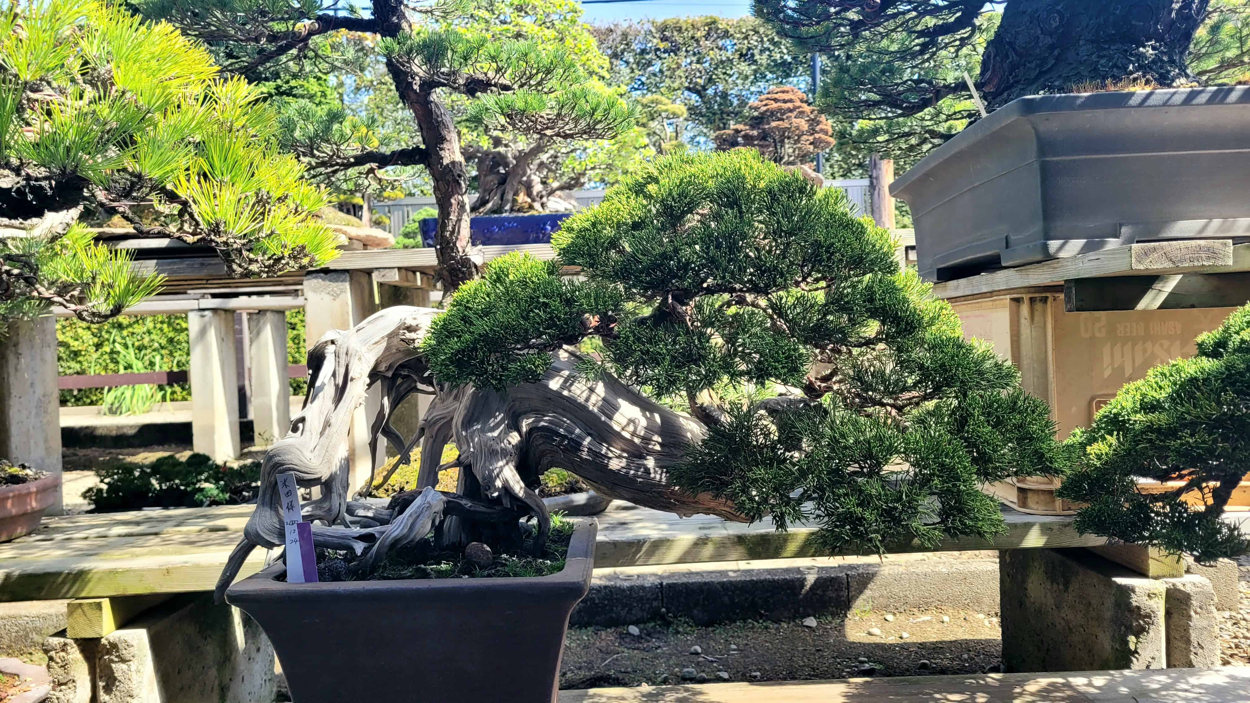 A juniper bonsai tree from kimura in Japan